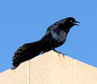 Great-tailed Grackle displaying
