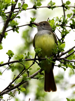 Great crested Flycatcher