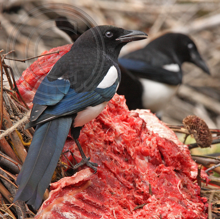 Black-billed Magpies on hunter's discarded carcass