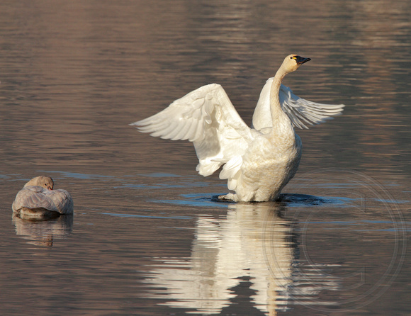 Tundra Swan flapping with immature swan to left
