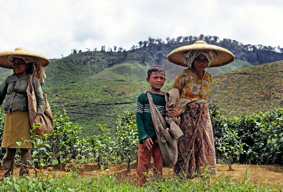 tea pickers - Indonesia