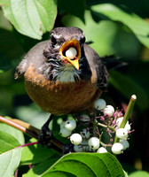 Robin eating red-osier dogwood berries