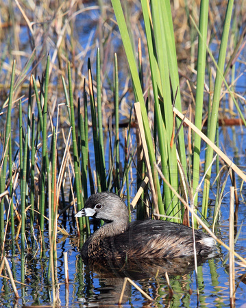 male Pied-billed Grebe