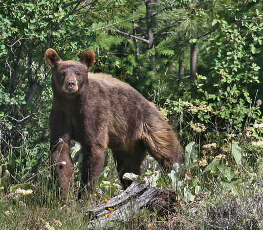 a thin young Black Bear out of hibernation