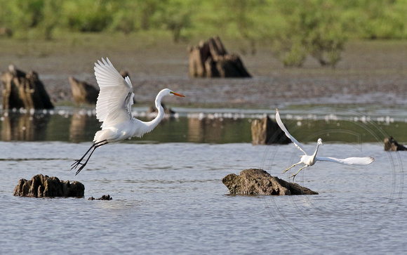 size comparison with Great Egret
