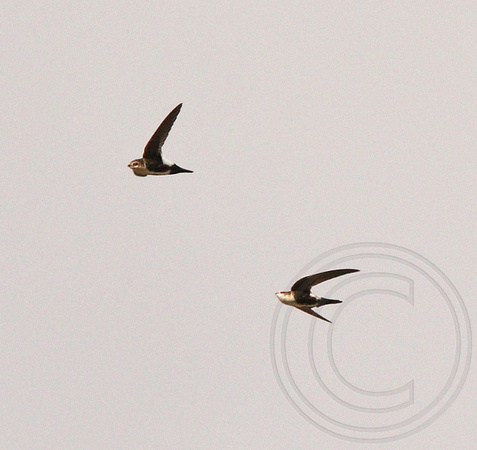 pair of White-throated Swifts