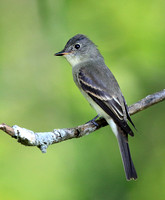 Flycatchers and Phoebes