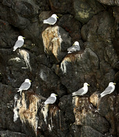 Kittiwake nesting colony