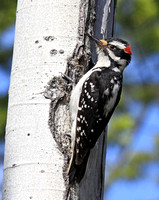 male Hairy Woodpecker
