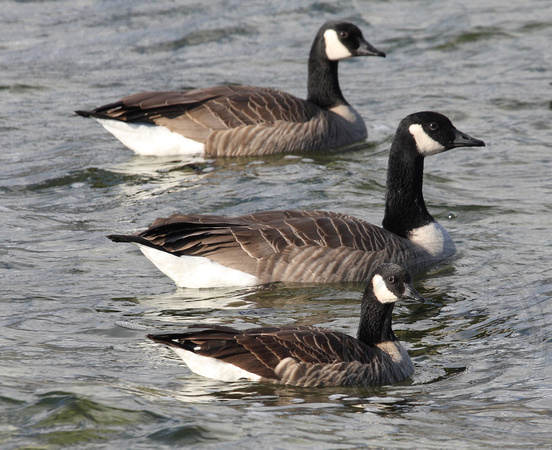 Cackling Goose with Canada Geese