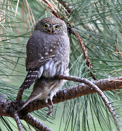 Northern Pygmy-Owl with House Finch
