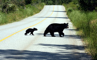 Mama Bear and Baby Bear crossing Green Mountain Rd. west of Penticton