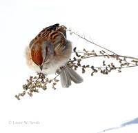 American Tree Sparrow on winter weeds
