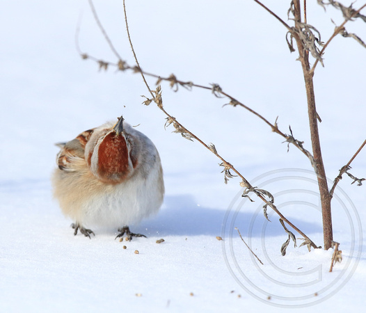 American Tree Sparrow doing a crazy head turn
