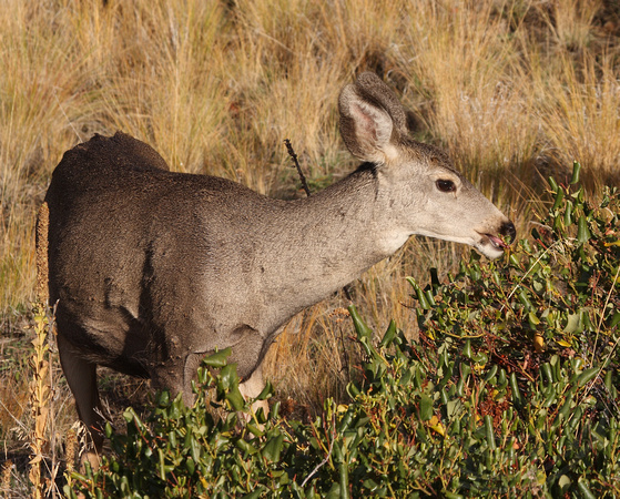 Mule Deer foraging on buckbrush