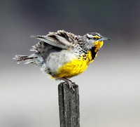 Western Meadowlark ruffling feathers
