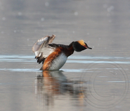 Horned Grebe doing a flap