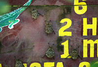 Proboscis bats camouflaged on a sign at Cuero y Salado estuary....daytime foragers, as we saw later