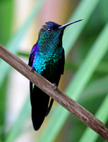 Honduras - Birds, Buses, Baños and Biodiversity