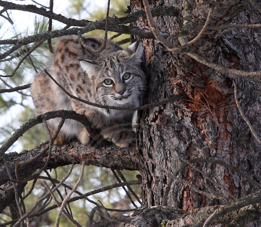 young Bobcat in winter