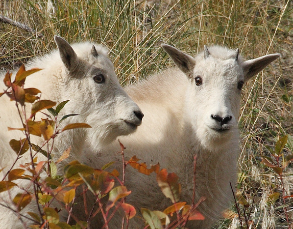 Two Mountain Goat kids