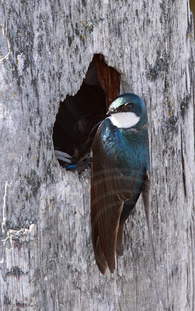 Tree Swallow at natural cavity