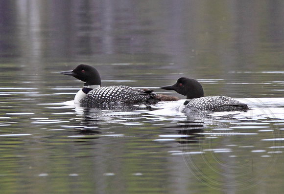 Common Loon pair with one chick