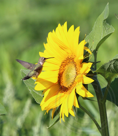 immature Black-chinned with sunflower