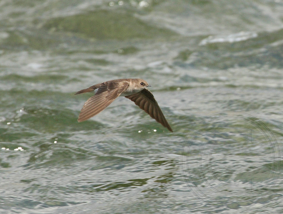 Northern Rough-winged Swallow in flight
