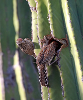 Cactus Wrens inspecting the large cactus at Los Nidos Inn