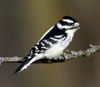 male Downy Woodpecker