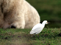 Cattle Egret in Ontario