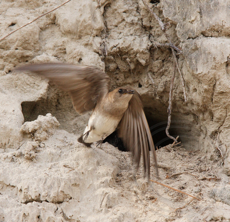 Northern Rough-winged Swallow at a potential nest hole