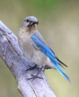 female Mountain Bluebird with food for nestlings