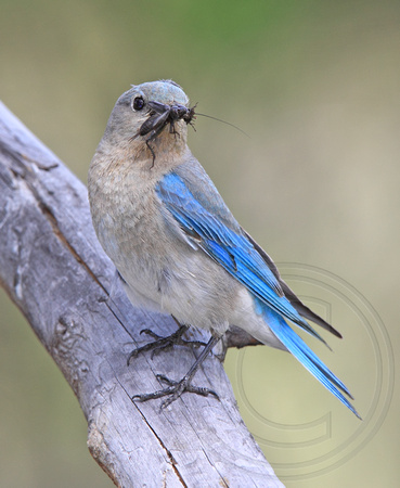 female Mountain Bluebird with food for nestlings