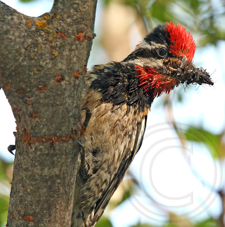 Red-naped Sapsucker with a whole lotta bugs for nestlings