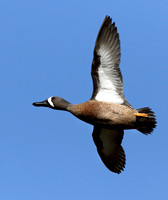 male Blue-winged Teal in flight