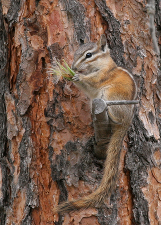 Yellow Pine Chipmunk with weed seeds