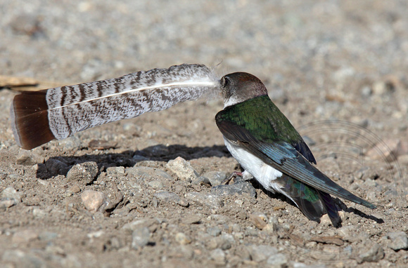 Violet-green Swallow with grouse feather