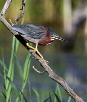 Green Heron looking for a fish