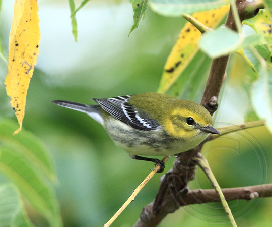 Black-throated Green Warbler fall migrant