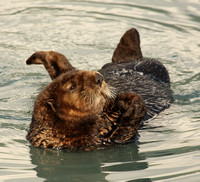 One last Sea Otter pic