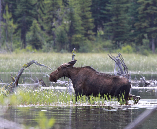Moose in Ellis Reservoir