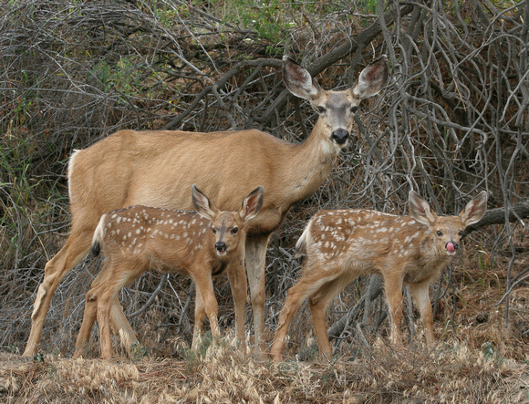 Mule Deer mother and two fawns