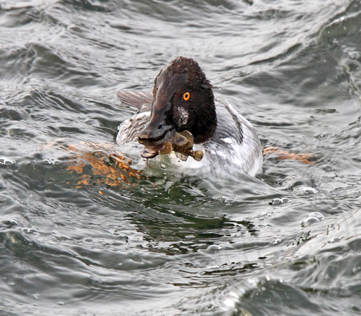 Common Goldeneye-immature male with sculpin