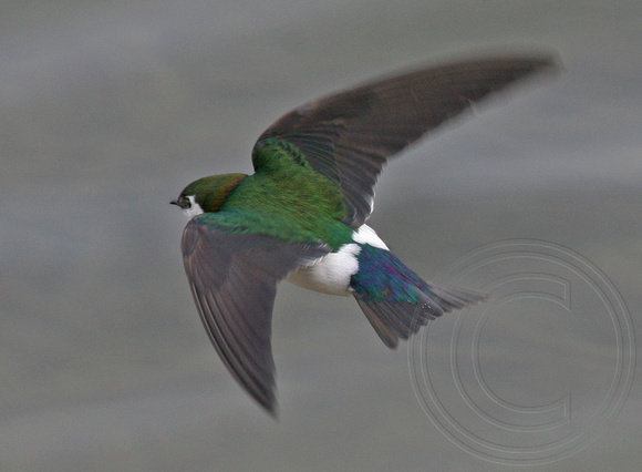 Violet and Green Swallow in flight