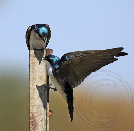 Tree Swallows arguing over box