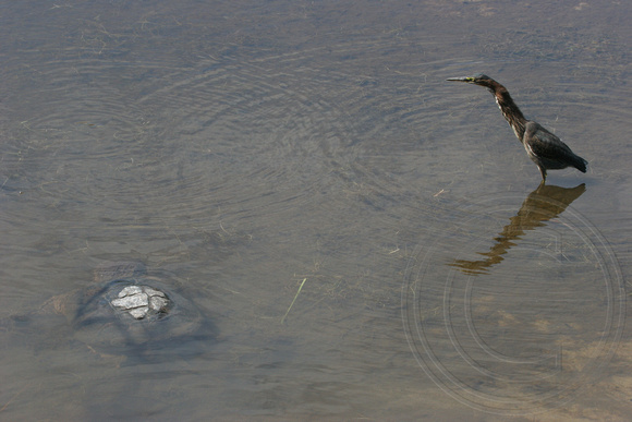 Green Heron keeping a distance from a large snapping turtle