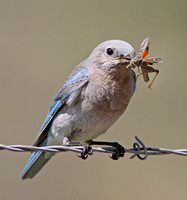 female Mountain Bluebird with food for young