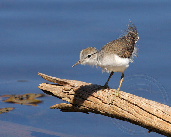 young Spotted Sandpiper